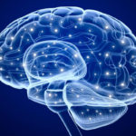 Creierul și Sistemul Nervos creierul uman