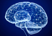 Creierul și Sistemul Nervos creierul uman