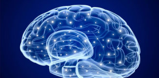 Creierul și Sistemul Nervos creierul uman