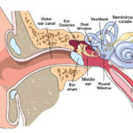 Despre ureche despre ureche