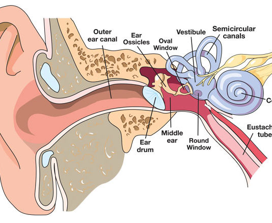 Despre ureche despre ureche