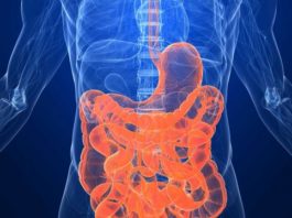 Sistemul tău digestiv sistemul digestiv