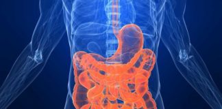 Sistemul tău digestiv sistemul digestiv