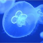 Despre Meduze despre meduze