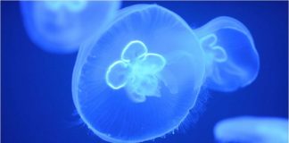 Despre Meduze despre meduze
