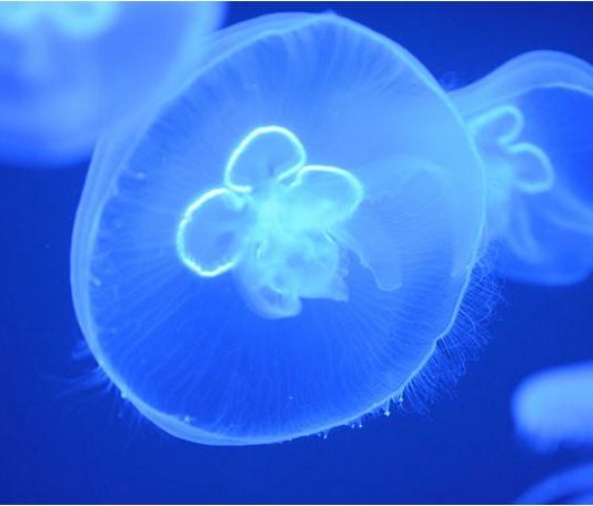 Despre Meduze despre meduze