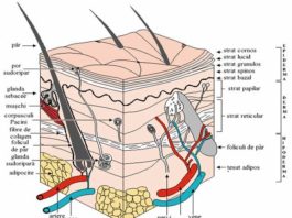 Pielea Ta despre piele