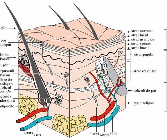 Pielea Ta despre piele