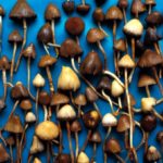 Ciupercile halucinogene ciupercile