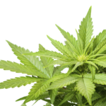 Ce este marijuana? despre marijuana