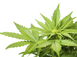 Ce este marijuana? despre marijuana