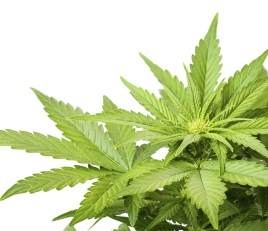 Ce este marijuana? despre marijuana