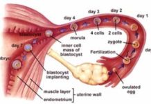 Sistemul Reproducător Feminin