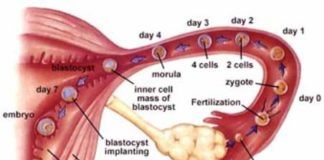 Sistemul Reproducător Feminin